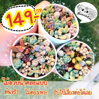 ภาพหน้าปกสินค้า🌵ไม้อวบน้ำ🌵 กุหลาบหิน คละแบบ ต้นจริงไม่ต้องเพาะ พร้อมส่งจ้า😀 ที่เกี่ยวข้อง