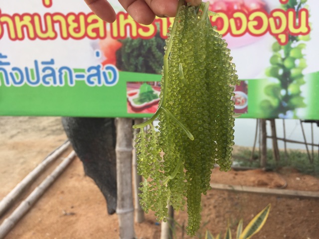 สาหร่ายพวงองุ่น-องุ่นทะเล