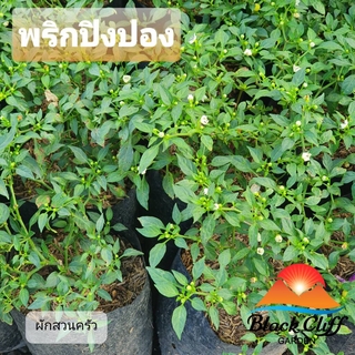 พริกปิงปอง พริก blackcliffgarden ผักสวนครัว พริกปิงปอง