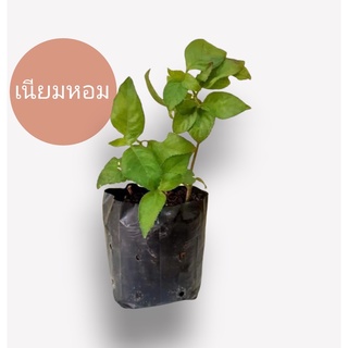 ต้นเนียมหอม ใบหอมมาก ใช้เป็นสมุนไพร ขายราคาถูกสุด