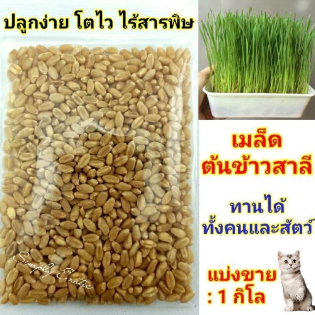 เมล็ดต้นข้าวสาลีออร์แกนิคสำหรับสัตว์เลี้ยง-พร้อมปลูก-ขนาด-1kg