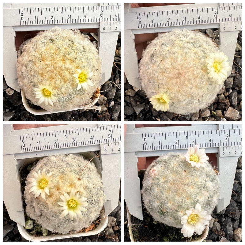 แมมขนนกขาว-mammillaria-plumosa-ดอกสีขาว