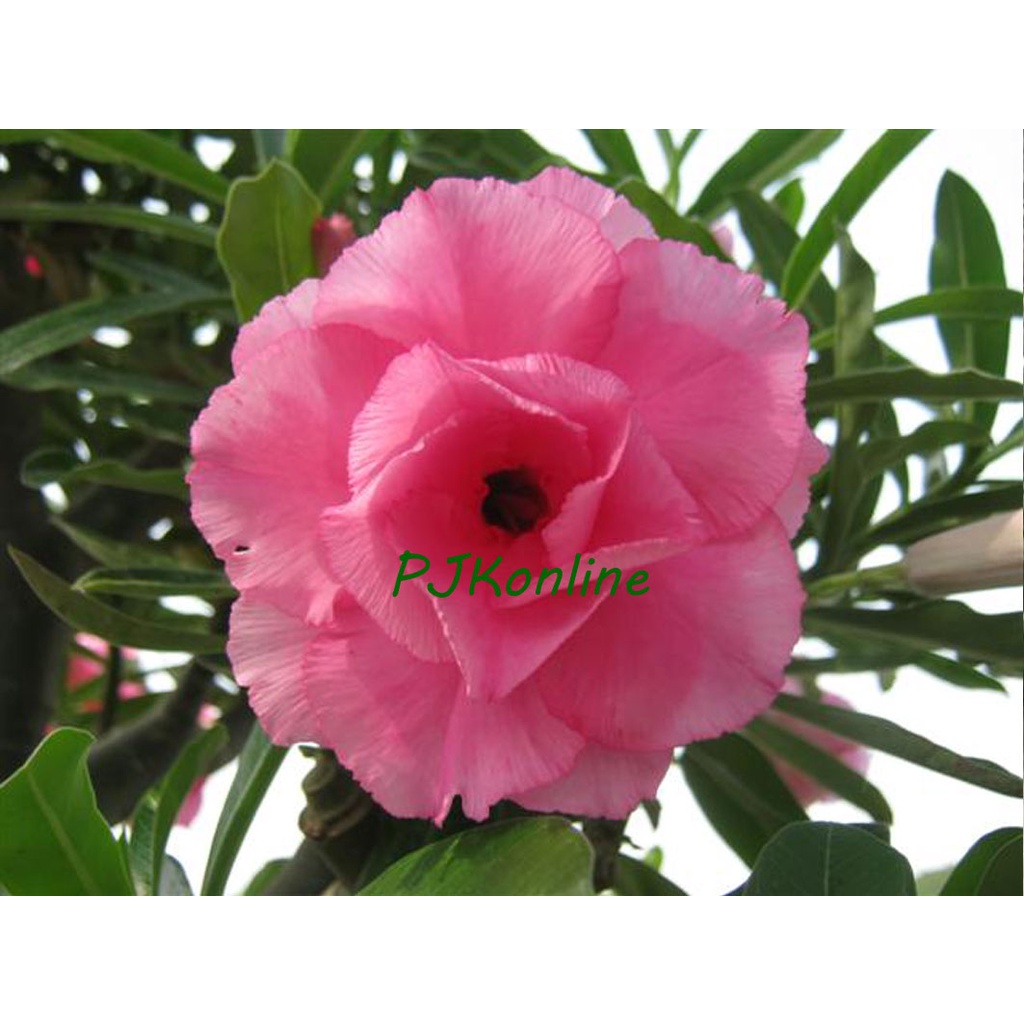ภาพหน้าปกสินค้าหัสดีพิงค์ ต้นชวนชม ดอกซ้อน adenium desert rose plant