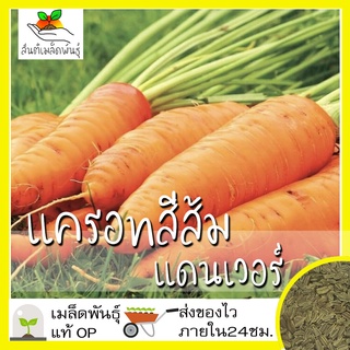 เมล็ดพันธุ์ แครอท สีส้ม แดนเวอร์ล็ด Danver Carrot Seed เมล็ดพันธุ์แท้ นำเข้าจากต่า （นี่มันเมล็ดพืช ไม่ใช่พืช!）