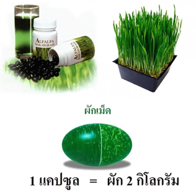 ผักเม็ด-นูไลฟ์-wheatgrass-alfalfa-120-เม็ด