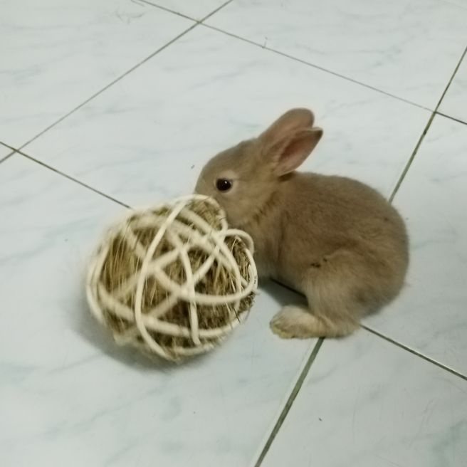 ลูกบอลหญ้ากระต่าย-บอลหญ้าแพงโกล่า-ขนาด-9-5-ซม-1-ชิ้น