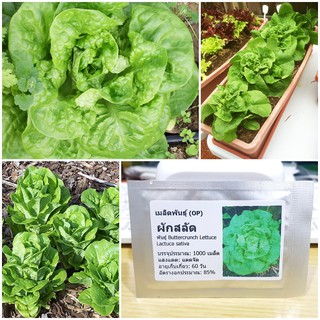 เมล็ดพันธุ์ ผักสลัด บัตเตอร์คลั้น (Buttercrunch Lettuce Seed) บรรจุมล็ด คุณภาพดี ราคา50 เมล็ด (ไม่ใช่พืชที่มีชีวิต)