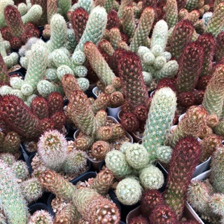 แมมอีลองกาต้า แมมนิ้วทอง แมมนิ้วเงิน แคคตัส จากฟาร์ม cactusdreamyok ต้นไม้ กระบองเพชร cactus