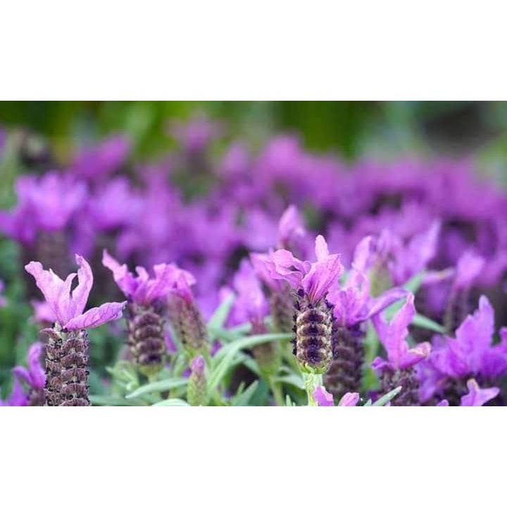 ขาย-เมล็ด-เมล็ด-ลาเวนเดอร์-เมล็ดลาเวนเดอร์-สี-ม่วง-lavender-flower-คุณนายแหวนเพชร