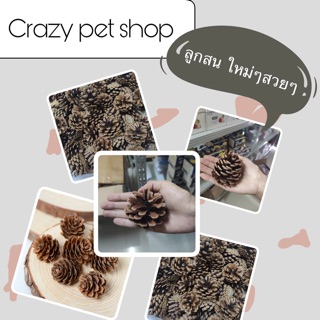 Crazy pet shop 🐹ลูกสน ลับฟันสำหรับสัตว์เลี้ยงแฮมสเตอร์และสัตว์เลี้ยงตัวเล็ก