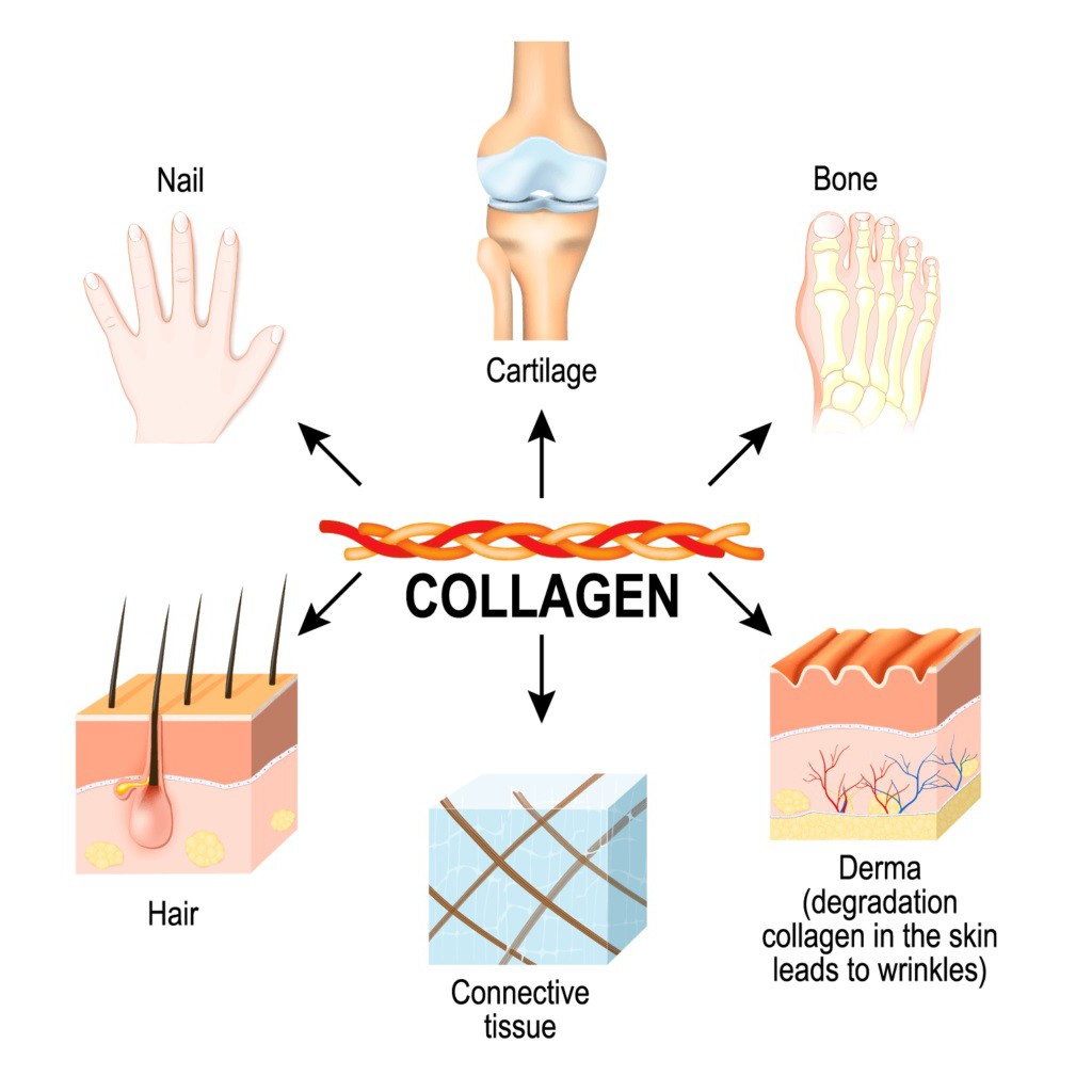 fish-collagen-peptide-100-สูตรดูดซึมเร็วไม่มีกลิ่นคาว-1kg