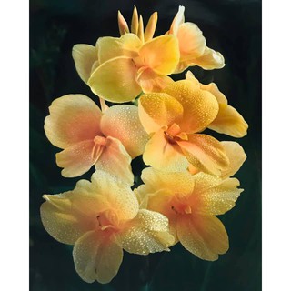 รูปภาพมงคล เสริมฮวงจุ้ย ภาพแต่งบ้าน รูปภาพติดผนัง ภาพดอกไม้ ขนาดภาพ 16x20 นิ้ว หรือ ( 41 cm. x 51 cm. )