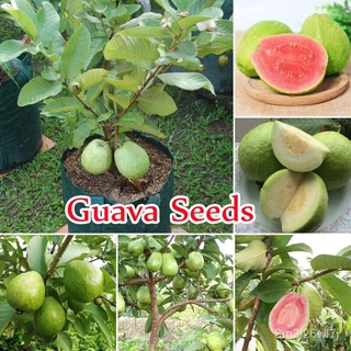 อินทรีย์ ต้น ดอก/[Fast Germination] ปลูกง่าย ปลูกได้ทั่วไทย ของแท้ 100% 100pcs Guava Seeds Delicious Tropical ANZR