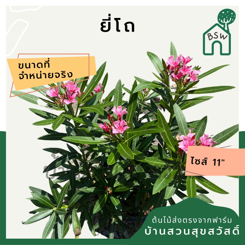 ยี่โถ-ต้นยี่โถ-กระถาง-11-นิ้ว-ไม้แดด-ต้นใหญ่สวยมาก-ออกดอกตลอดปี