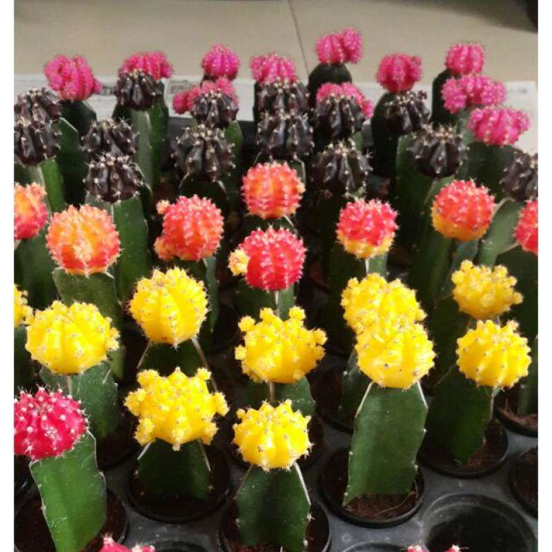 2ต้น-ออเดอร์-ต้นแคคตัส-กระบองเพชร-cactus-gymnocalycium-mihanovichii-variegata-ยิมโนหัวสี-สีเหลือง-เกรดส่งออก