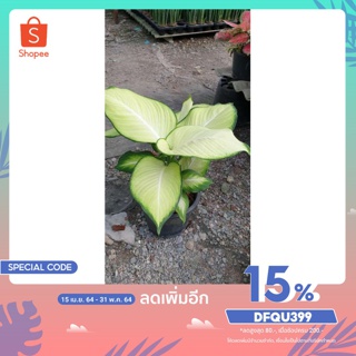 ต้นแสงจันทร์ทรา  Dieffenbachia sp. เป็นต้นไม้มงคลที่มีใบสวยโดดเด่น จะสะท้อนแสงสีนวลเมื่อโดนแสงจันทร์ ชื่อ  แสงจันทร์