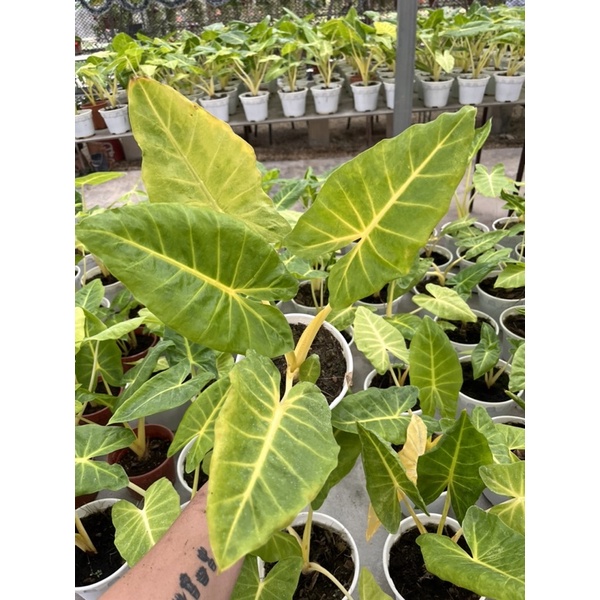 alocasia-lutea-golden-holland