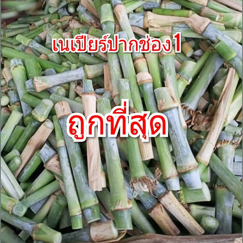 ท่อนพันธ์หญ้าราคาถูกที่สุด-คุณภาพเต็ม-ขั้นต่ำ10ท่อน