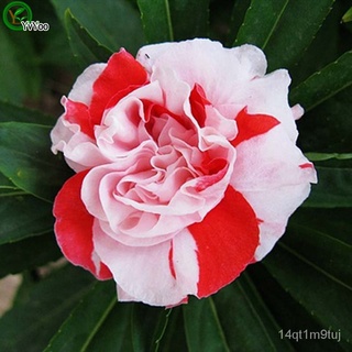 Multi color optional Camellia Seeds Flower Pot Planters Garden Bonsai Flower Seed 10 Particles / lot G012芹菜/母婴/园艺/种子/上衣/