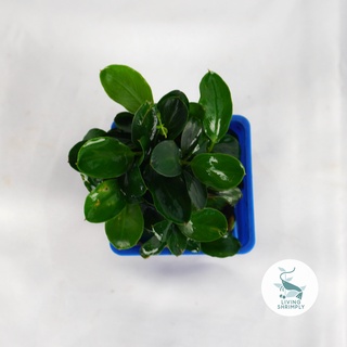 [Live Aquatic Plant] Anubias Nana Emersed Potted帽子/儿童/向日葵/通心菜/鲜花/内裤/苹果/上衣/花园/木瓜/ RKUU