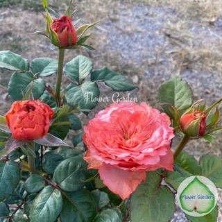 Flower Garden F482 กุหลาบ Kahala Rose (คาฮาล่่า) สีส้ม *ติดดอก* กลีบเยอะ บานทน กุหลาบฮอนแลนด์ ก้านยาว กิ่งใหญ่