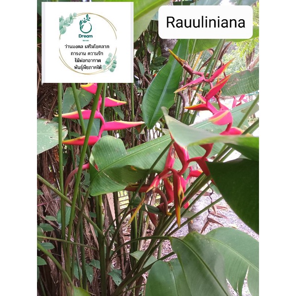 เฮลิโคเนีย-rauuliniana-ดอกสีแดง-กลีบดอกใหญ่เลื้อยยาว