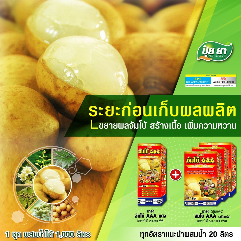 ขยายผลจัมโบ้ลำไย-ระยะก่อนเก็บ-ปุ๋ยยา-ขยายผลก่อนเก็บ-15-30-วัน-เร่งขยายลูก-ผิวเหลืองสวย-เนื้อหนาขนาด-1-ลิตร-3-กิโลกรัม