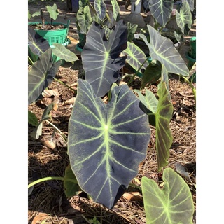 Colocasia Illustris 🖤💚 บอนอิลลัสติส แท้ 💯%