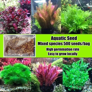 อินทรีย์ ต้น ดอก/*เก็บปลายทาง*‼️พร้อมส่ง 500 เมล็ด/ซอง Mixed Variety Aquatic Seeds for Planting Natural Aquar 87OB