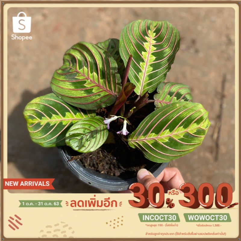 คล้ามารันต้าเรด-red-maranta-ไม้ตามหา-ไม้หายาก-ไม้สะสม