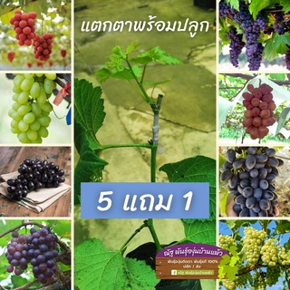 ภาพหน้าปกสินค้าพร้อมส่ง ต้นองุ่นพร้อมปลูก🍇💥 ไม่ต้องลุ้น ไม่ต้องเพาะ ลงปลูกได้เลย ที่เกี่ยวข้อง