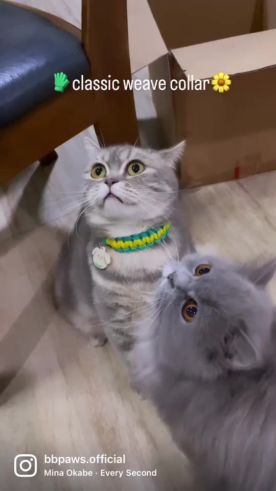 ปลอกคอถักรุ่น-classic-weave-collar-แจ้งรอบคอในแชท-สำหรับน้องแมวน้องหมา