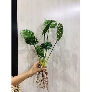 ต้นมอนสเตอร่า (Monstera, Swiss Cheese Plant)มอนสเตอล่า ต้นไม้มงคล *ต้นไม้ปลอม มีราก* ต้นไม้เสมือนจริง