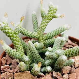 avonia namaquensis อโวเนียกระบองเพชร cactus แคคตัส นำเข้าจากสเปน