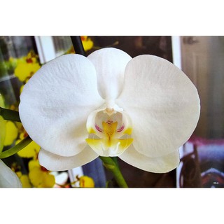 โปสเตอร์ ดอกไม้ ดอกกล้วยไม้ราตรี กล้วยไม้มอด Moth Orchid POSTER 24”x35” Inch Phalaenopsis amabilis v2