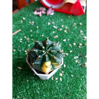 🌵(G10)ยิมโนด่าง เเคสตัสสีสวย🌵