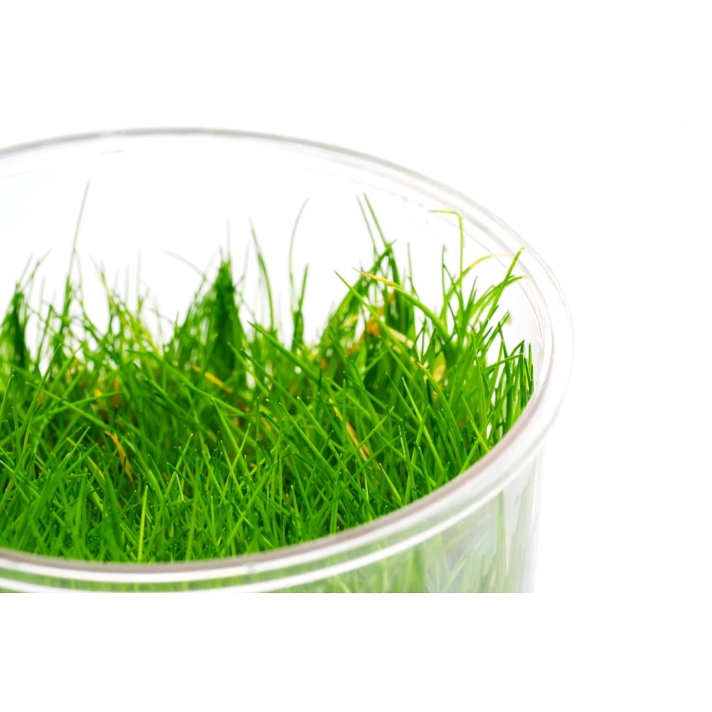 [APC] Eleocharis parvulus mini (แฮร์กลาสมินิ) [ไม้น้ำ - Aquatic Plant ...