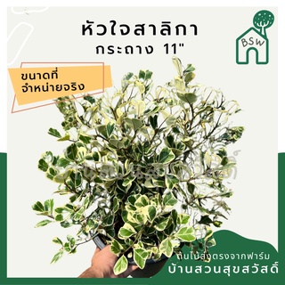 หัวใจสาลิกา กระถาง 11 นิ้ว