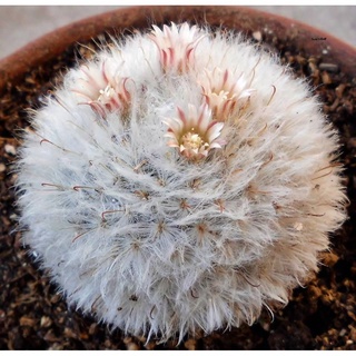 ผู้ผลิตเมล็ดพันธุ์/เมล็ดแมมขนแกะ ดอกชมพูอ่อน ขนแน่ๆ (Mammillaria Bocasana Multilanata) 10 เมล็ด/อินทรีย์ คละ สวนครัว ดอก