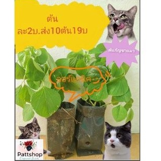 ภาพหน้าปกสินค้าต้นกัญ​ชา​แมว​ตำแยแมวใส่ถุงปลูก​ catnipไทย ออร์แก​นิค​มีทั้งถุง​ปลูก​และต้นสดคะ ที่เกี่ยวข้อง