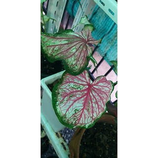 หนุมานเข้าเฝ้า บอนสี ราชินีแห่งใบไม้(Caladium)