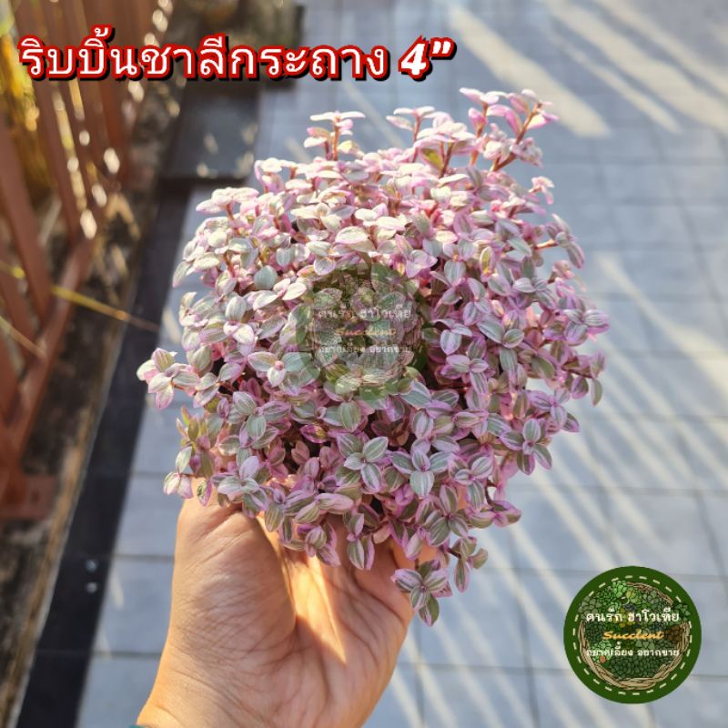 ต้นไม้-ริบบิ้นชาลี-กระถาง-4นิ้ว-ริบบิ้นชาลีสีชมพู-ริบบิ้นชาลีสีทอง-ริบบิ้นชาลีสีเขียว