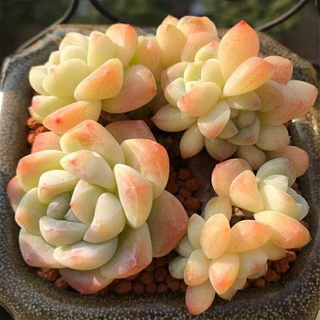 บอนสี เมล็ดพันธุ์ พืชอวบน้ำมล็ด/ห่อ คละสี Succulent Plants Seeds Rare Flower（นี่มันเมล็ดพืช ไม่ใช่พืช!）