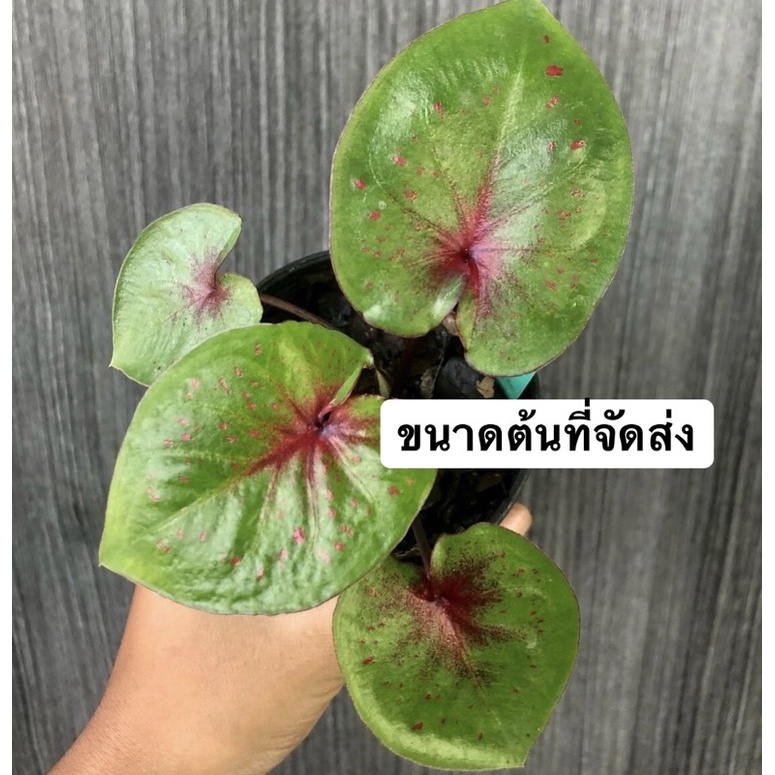 บอนสีเศรษฐีพันล้านลุ้นด่าง-ราคาถูกมากสำหรับสายลุ้น