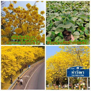 (6ต้น)(ขาย ต้นพันธุ์) ดอก ต้น ต้นเหลืองเชียงราย เหลืองเชียงราย เหลือง เชียงราย สวนตำนานป่า