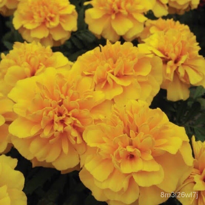 ถูก-ใหม่-สายพันธุ์เมล็ดพันธุ์-ดาวเรือง-ฝรั่งเศส-สีเหลือง-french-marigold-บรรจุ-20-เมล็ด-lkjn