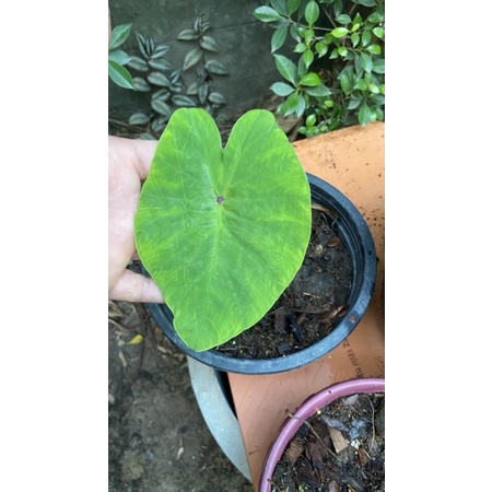 บอนไวท์ลาวา-colocasia-white-lava