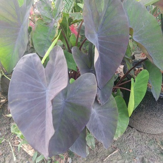 ❤️ Colocasia Black Magic 🌱 บอนดำ จัดส่งแบบเหง้า(ตัดใบส่ง) รับประกันแม่พันธุ์แท้ 🌱