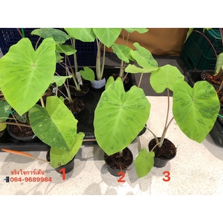 บอน เลม่อน ไลม์ บอนเลม่อนรีเวิสร์ ฟอร์มดี เหมาะทำแม่พันธ์ุ เบบี้  Colocasia Lemon lime gecko Lemon Reverse gecko