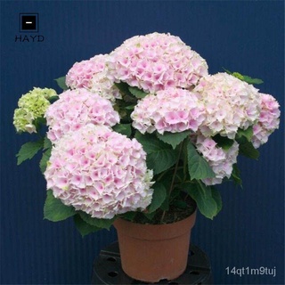 HAYD 20pcs Seeds Hydrangea Flowers Ball-like Mixed Colors Plants For Garden Bonsai Balcony鲜花/母婴/通心菜/帽子/芹菜/seeds/裙子/生菜/手链